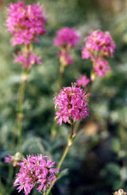 Lychnis alpina